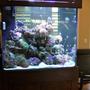 210 gallons reef tank (mostly live coral and fish) - Side View