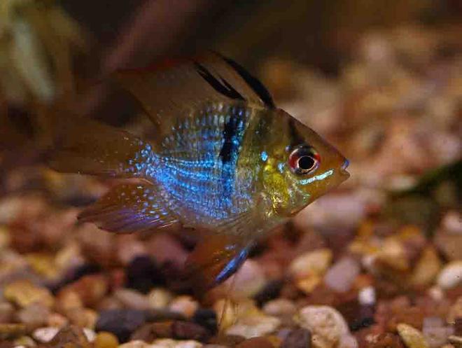 freshwater fish - papiliochromis ramirezi - german blue ram stocking in 55 gallons tank - My little ram