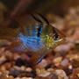 freshwater fish - papiliochromis ramirezi - german blue ram stocking in 55 gallons tank - My little ram