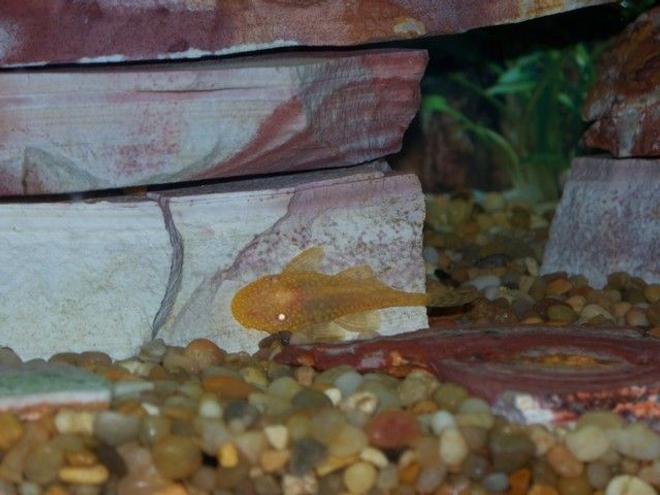freshwater fish - ancistrus sp. - bushy nose pleco l-144 - My albino bristlenose pleco :)