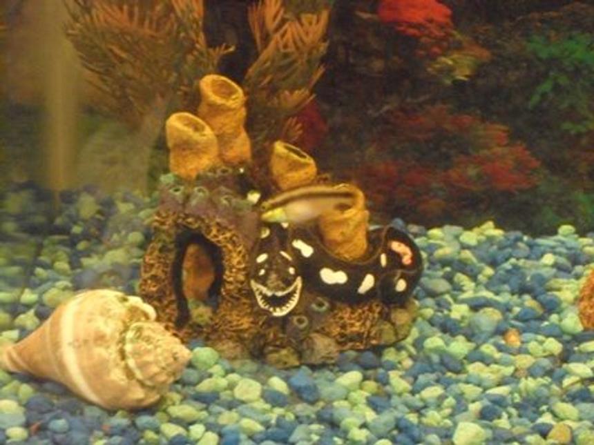 Rated #82: Saltwater Fish Stocking In 10 Gallons Tank - one of my kribensis