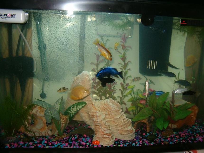 Rated #276: Freshwater Fish Stocking In 28 Gallons Tank - My kids!