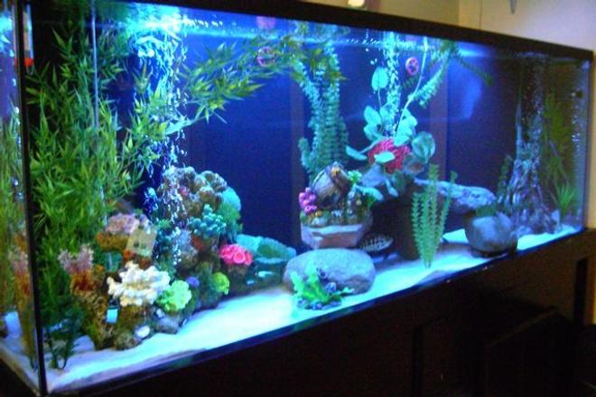 125 gallons freshwater fish tank (mostly fish and non-living decorations) - left view