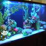 125 gallons freshwater fish tank (mostly fish and non-living decorations) - left view