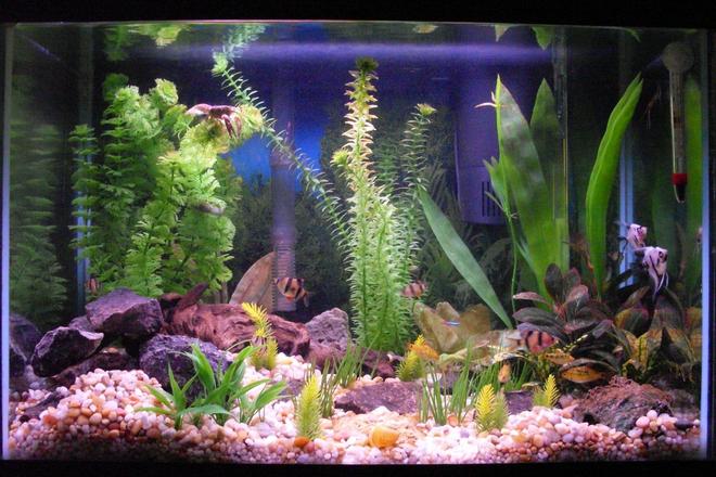 20 gallons freshwater fish tank (mostly fish and non-living decorations) - my 20 gallon. try to spot the crayfish. this tank has 2 filters. flourescent lights.