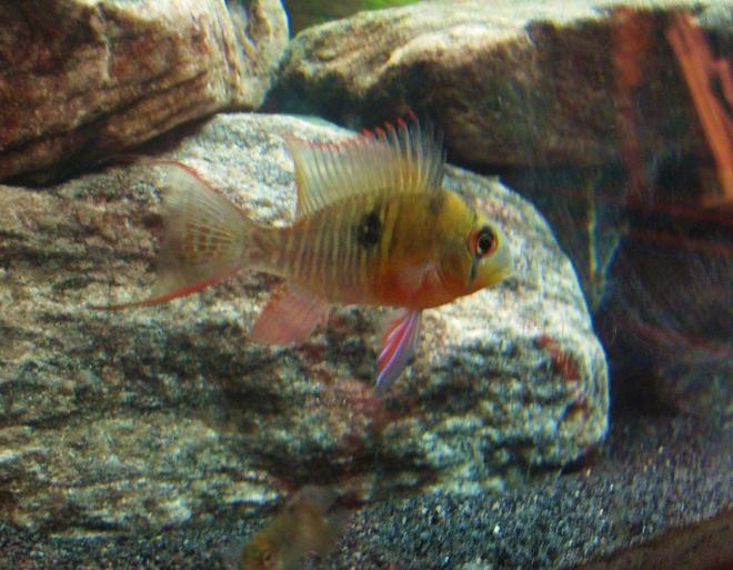 freshwater fish - microgeophagus altispinosa - bolivian ram stocking in 10 gallons tank - One of my Bolivian Rams, being still for a fraction of a second...