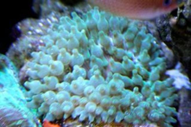 corals inverts - entacmaea quadricolor - bulb anemone stocking in 210 gallons tank - New Bubble Tip Anenome. My Clowns havent paired yet.