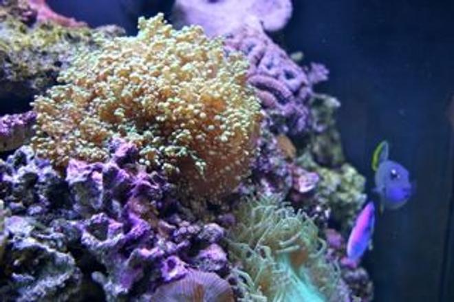 corals inverts - acropora sp. - deepwater acropora coral stocking in 210 gallons tank - Blue hippo Tang Playing in reef.