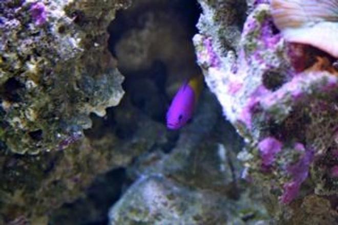 saltwater fish - pictichromis paccagnellae - bicolor dottyback stocking in 210 gallons tank - Cave Dweller. Bicolor Psuedochromis