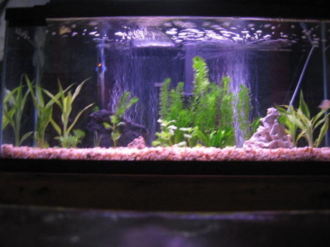 30 gallons planted tank (mostly live plants and fish) - 30 gallon piranha tank with some live plants