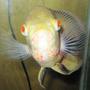freshwater fish - astronotus ocellatus - albino oscar stocking in 150 gallons tank - A portrait of my 9 month old Albino Oscar.