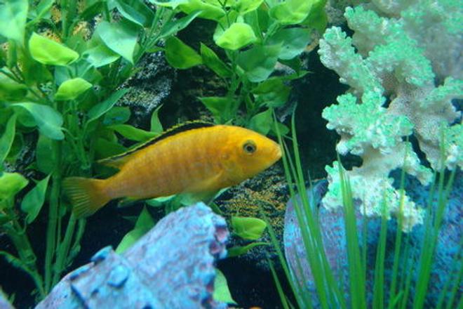 freshwater fish - labidochromis caeruleus - electric yellow cichlid stocking in 90 gallons tank - Electric Yellow Labidos