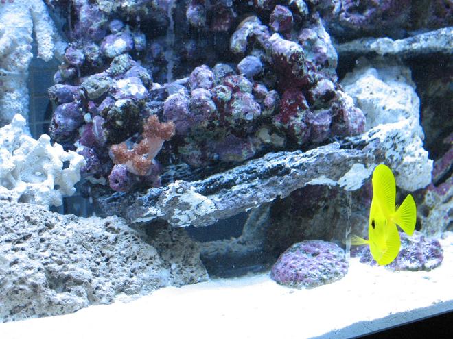 saltwater fish - zebrasoma flavescens - yellow tang - hawaii stocking in 55 gallons tank - yellow tang