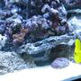 saltwater fish - zebrasoma flavescens - yellow tang - hawaii stocking in 55 gallons tank - yellow tang