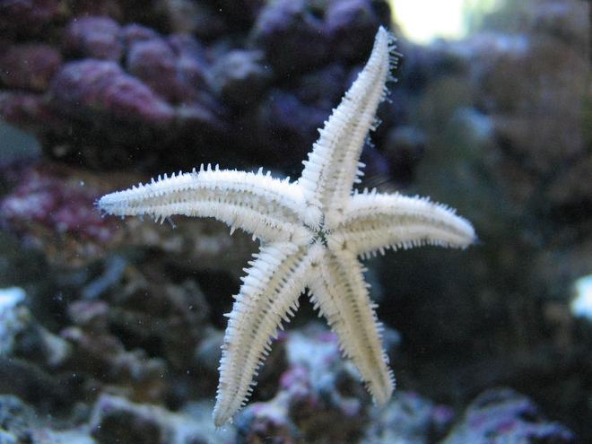 corals inverts - astropecten polycanthus - sand sifting sea star stocking in 55 gallons tank - star light star bright