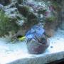 saltwater fish - paracanthurus hepatus - blue tang stocking in 55 gallons tank - poor fella