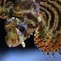 saltwater fish - dendrochirus brachypterus - fuzzy dwarf lionfish stocking in 150 gallons tank - Fuzzy Dwarf Lionfish
