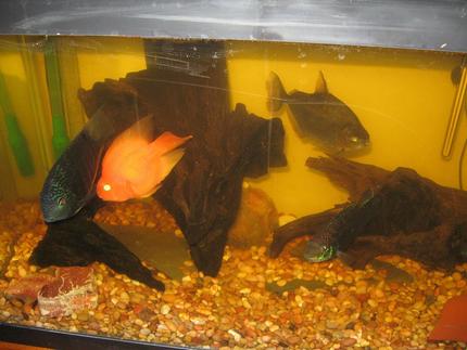 freshwater fish - metynnis argenteus - silver dollar stocking in 75 gallons tank - another view