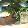 freshwater fish - altolamprologus calvus - calvus cichlid stocking in 90 gallons tank - Calvus