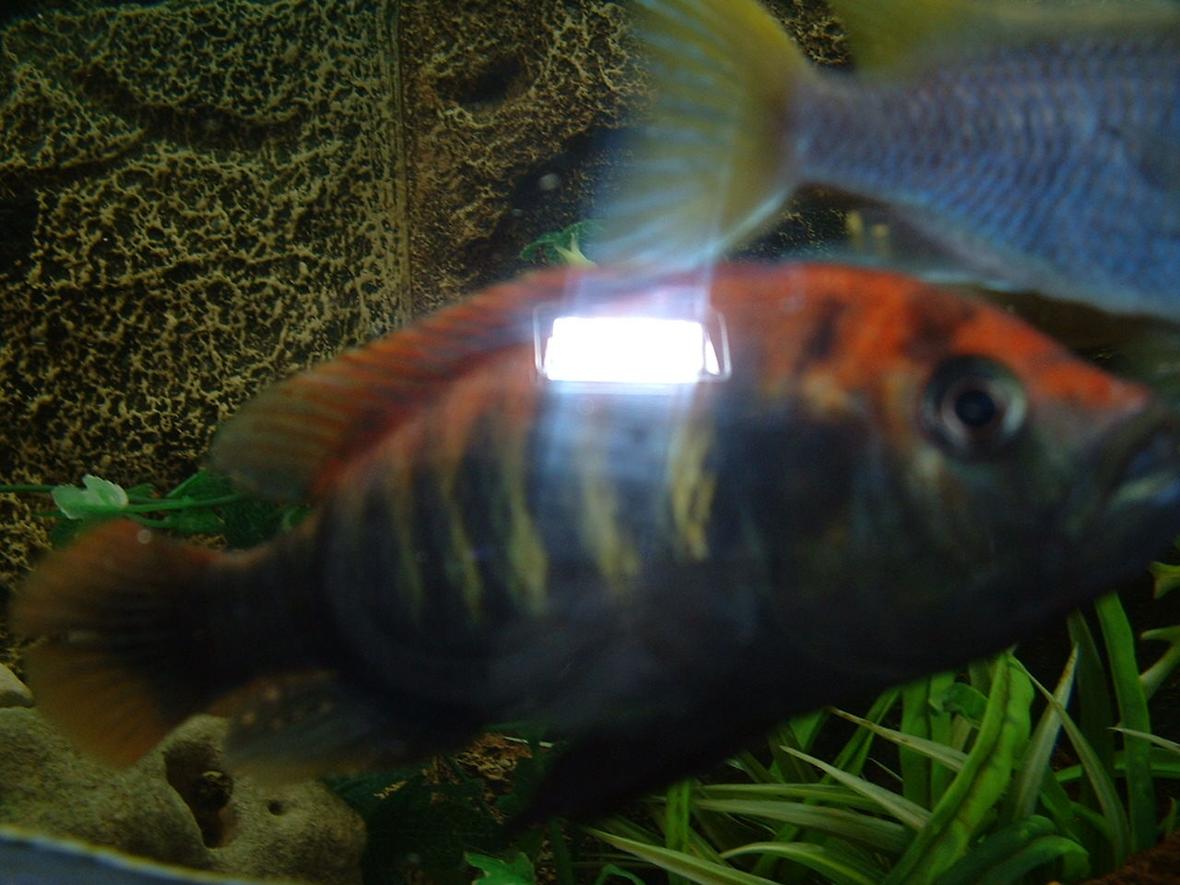 freshwater fish - nyererei hap - pundamilia nyererei stocking in 90 gallons tank - Pundamilia Nyreeri