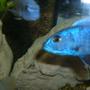 freshwater fish - sciaenochromis fryeri - electric blue hap stocking in 90 gallons tank - Electric blue ahli