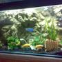 fish tank picture - Mbuna