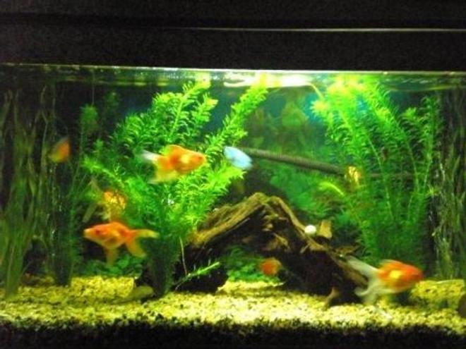 5 gallons planted tank (mostly live plants and fish) - Gold nuggets with streaks of blue and red. :-)