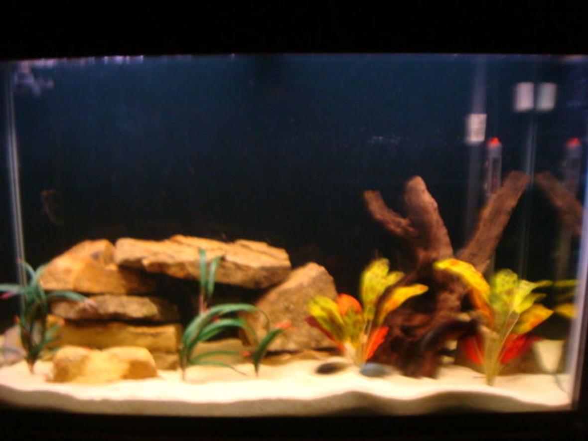 110 gallons freshwater fish tank (mostly fish and non-living decorations) - 110 gallon tank. Red Oscar, Electric Blue Jack Dempsey, Green Terror, Texas Cichlid.... Ozelot swords, Dragon Flames, Sand Stone, Maylasian Drift Wood, Pool Filter Sand...