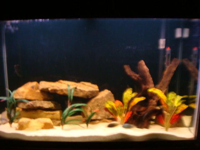 110 gallons freshwater fish tank (mostly fish and non-living decorations) - 110 gallon tank.  Red Oscar, Electric Blue Jack Dempsey, Green Terror,  Texas Cichlid....  Ozelot  swords,  Dragon Flames,  Sand Stone,  Maylasian Drift Wood,  Pool Filter Sand...
