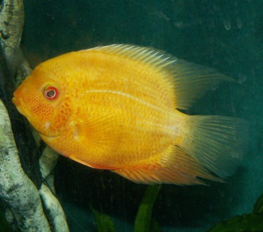 Rated #186: Freshwater Fish - Heros Serverus - Gold Severum Stocking In 110 Gallons Tank - Cichlid