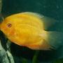 freshwater fish - heros serverus - gold severum stocking in 110 gallons tank - Cichlid