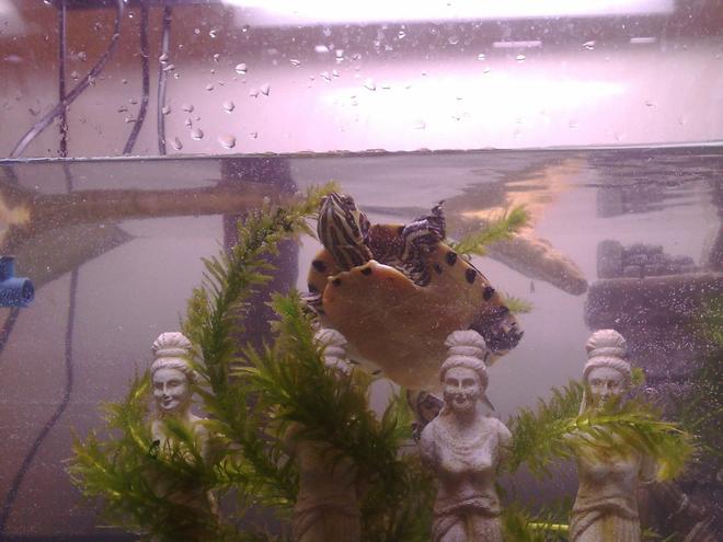 corals inverts - trachemys scripta scripta - yellow belly slider turtle - Bogey and front view of tank