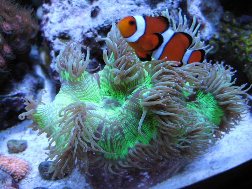 Rated #9: Corals Inverts - Catalaphyllia Jardinei - Elegance Coral Stocking In 46 Gallons Tank - Elegance hosting my Oscellaris Clownfish
