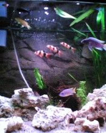freshwater fish - botia macracantha - clown loach stocking in 40 gallons tank - my old tank before my cichlids ate my plants
