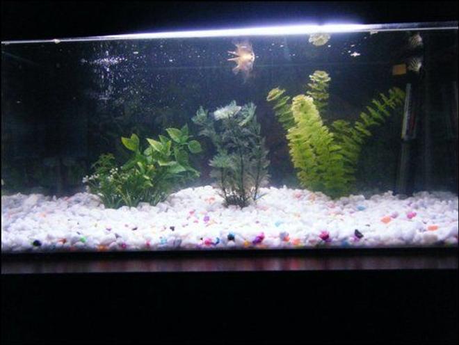 13 gallons freshwater fish tank (mostly fish and non-living decorations) - Tank