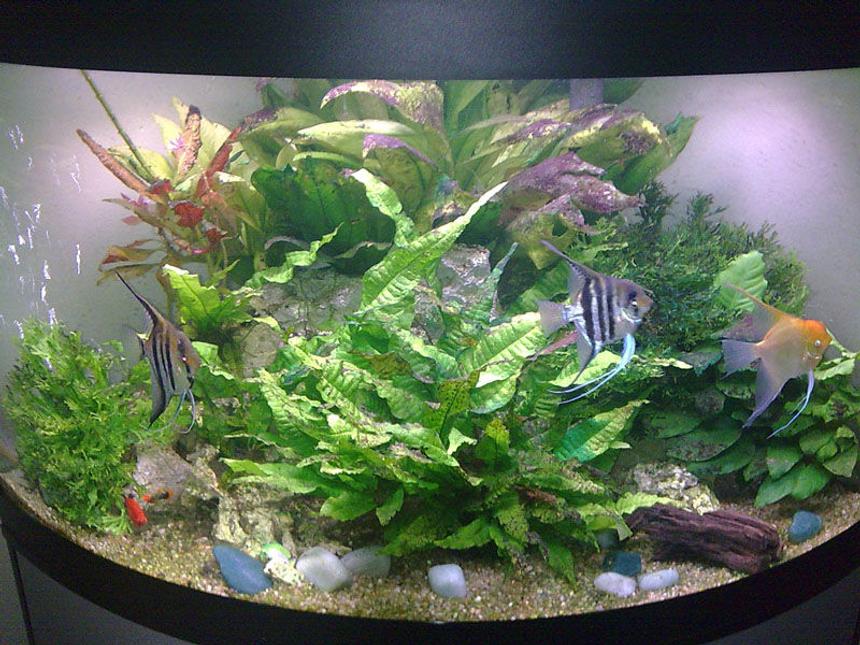 Rated #69: 190 Gallons Planted Tank - A pic of my tank a year on