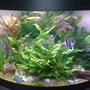 190 gallons planted tank (mostly live plants and fish) - A pic of my tank a year on