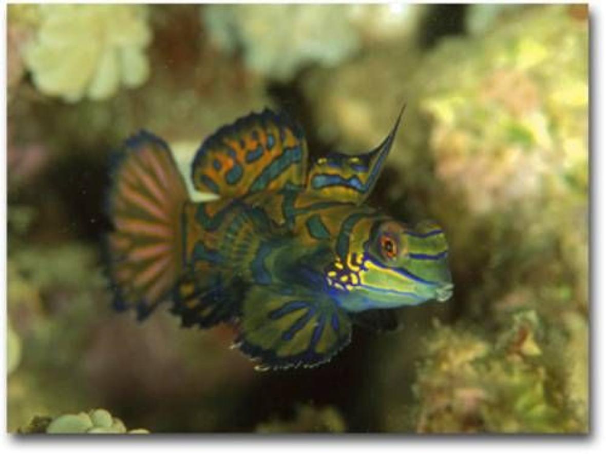 saltwater fish - pterosynchiropus splendidus var. - red mandarin stocking in 72 gallons tank - 1 of my mandarins