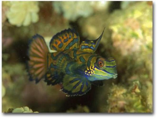 saltwater fish - pterosynchiropus splendidus var. - red mandarin stocking in 72 gallons tank - 1 of my mandarins