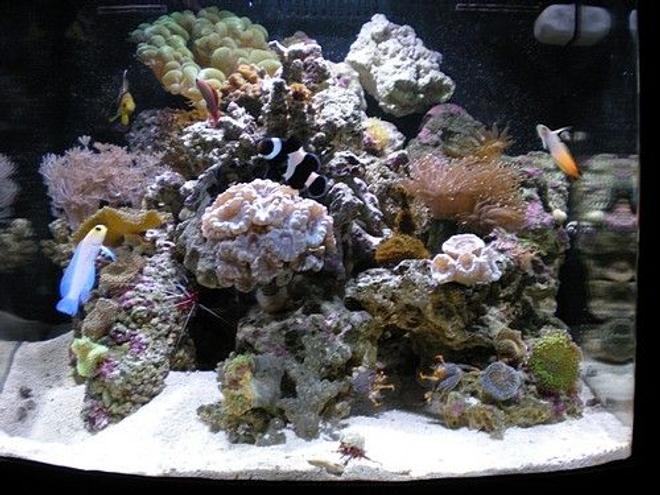 28 gallons reef tank (mostly live coral and fish) - Ocean Tranquility