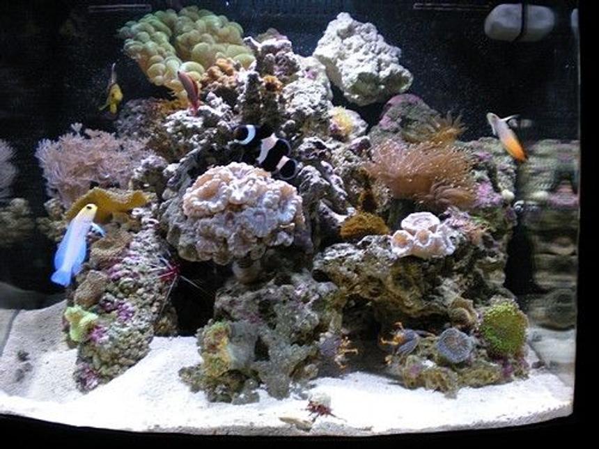 Rated #74: 28 Gallons Reef Tank - Ocean Tranquility