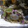 corals inverts - ricordea yuma - flower / ricordea mushroom, green stocking in 28 gallons tank - Ricordia