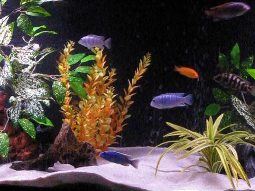 Rated #69: Freshwater Fish - Pseudotropheus Estherae - Red Zebra Cichlid Stocking In 120 Gallons Tank - my 120 gallon cichlid tank