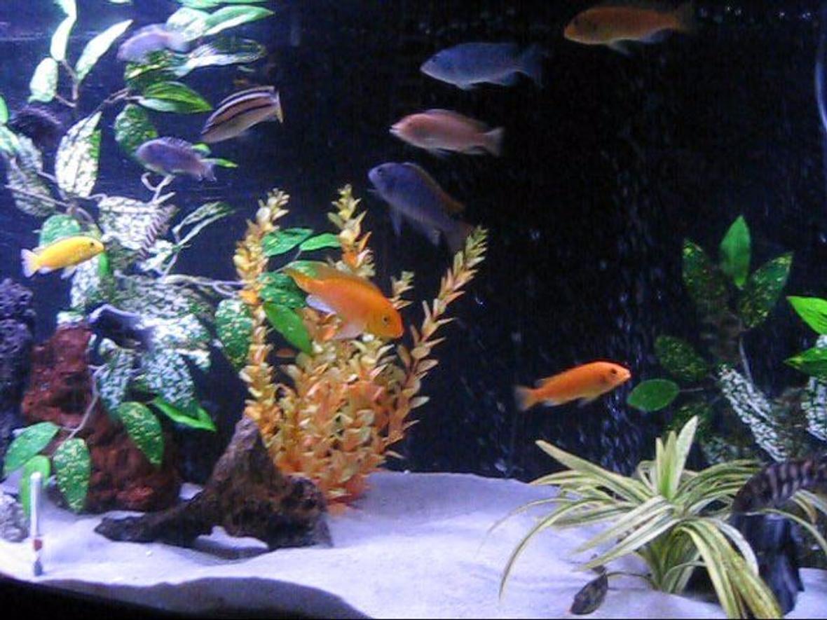 freshwater fish - pseudotropheus estherae - red zebra cichlid stocking in 120 gallons tank - 120 gallon all glass tank total of 4 filters 2 aqua 110 and 2 internal whisper 30s ,2 heaters 200watt each, 2 power heads 402s, silica sand