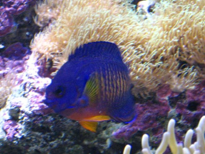 saltwater fish - centropyge bispinosa - coral beauty angelfish stocking in 90 gallons tank - Coral Beauty Posing For Me
