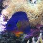saltwater fish - centropyge bispinosa - coral beauty angelfish stocking in 90 gallons tank - Coral Beauty Posing For Me