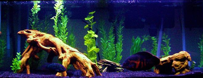 freshwater fish - astronotus ocellatus - tiger oscar stocking in 75 gallons tank - 75g South American cichlids