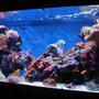 185 gallons reef tank (mostly live coral and fish) - Here is a update of the tank.