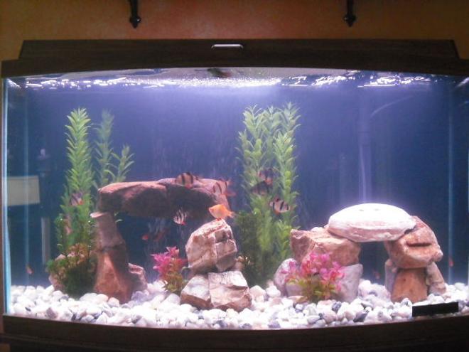 46 gallons freshwater fish tank (mostly fish and non-living decorations) - my 46 gallon bow front