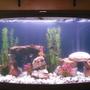46 gallons freshwater fish tank (mostly fish and non-living decorations) - my 46 gallon bow front